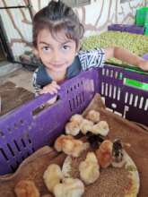 Chicks and children both give hope for the future