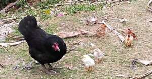 Happy Hen with chicks