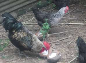 Chickens enjoy picking coconut out of the shell