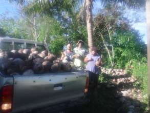 Coconut Seedlings by the Truck-load