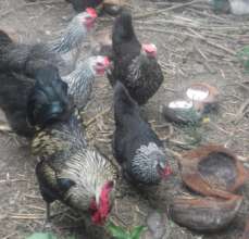 Salusalu Chickens - Creating a New Breed for Fiji