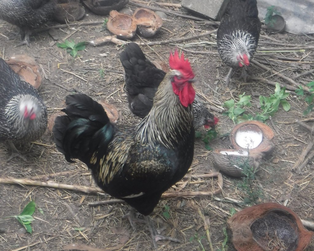 Reports on Happy Chickens for Food Security and Environment GlobalGiving