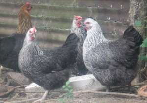 Salusalu Hens- Real Beauties