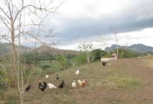 Happy chickens forging in the dry season