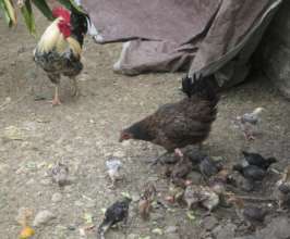 Some chickens have been hiding nests in the bushes