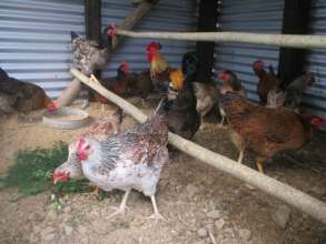 Happy Chicken ''pretty birds'' breeding group