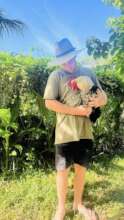 Happy Chicken farm visitor with tropical rooster