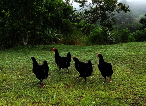 Black hens lay greenish/blue eggs