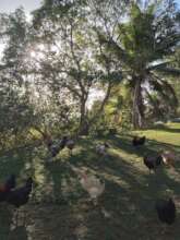 Happy Chickens free-range time to enjoy shade