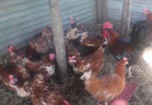 Happy Rooster and Imported Egg Layer Hens