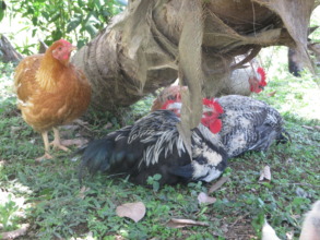 Happy Kabir chickens at three months!