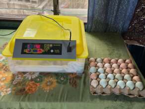 Incubator with multicolored happy chicken eggs