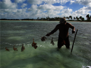 Seaweed farm Kiribati!