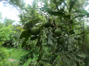Bountiful macadamia nut tree