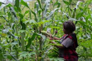 Milisa in the cassava/corn inter-cropping garden