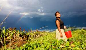 Monica picking sorghum to feed the chickens