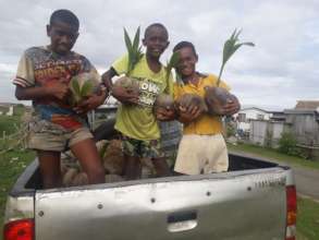 Village Children Planting Hybrid Coconuts