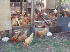 Rangorango Chicken Farmers