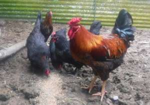 Fiji Rosecomb Rooster and Hens