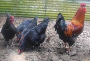 Fiji Rosecomb Chickens Make Excellent Mother Hens