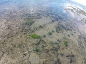 New Seaweed Planting Experiments in Fiji