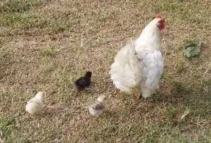 Mother Hen With Only Three Chicks Surviving