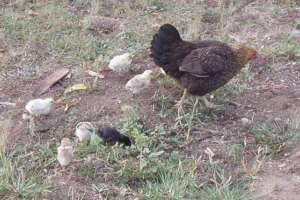 Tanna: Mother Hen with Chicks