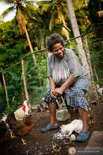 Village Chickens In Vanuatu before the Cyclone