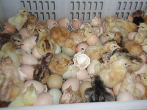 Happy Chicken chicks on hatching Day