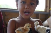 Happy Chickens for Fiji Food & Climate Emergency!