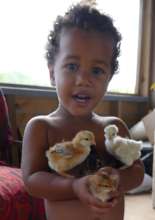 Happy Chickens for Fiji Food & Climate Emergency!