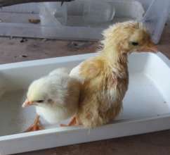 Chicks one week apart in age