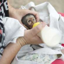 Our small baby vervet monkey