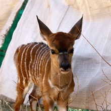 Our new baby Nyala Chancy!
