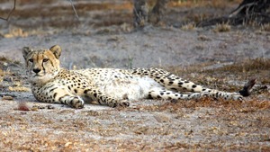 Our new Cheetah Martin relaxing!