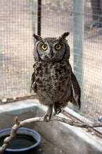 Our unnamed Spotted Eagle Owl!