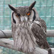 Nitro, the White-Faced Skops Owl