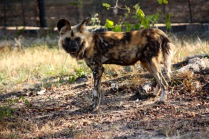 Dongo, our Wild Dog