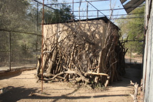Shangaan's new house