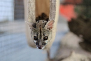 The beautiful Genet