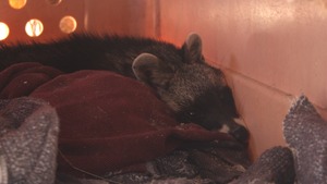 Zorro relaxing :)