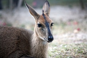 Mohola the duiker