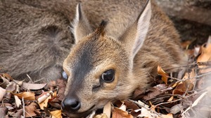Baby Duiker in the bushes!