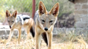 The beautiful Jackals we welcomed!