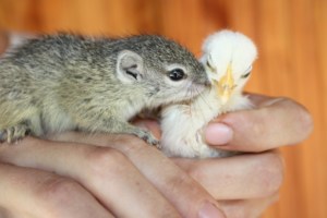 Chiquito the chick and Mauricette the squirrel