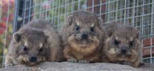 Baby Dassies, Tilou, Lulu and Buddha
