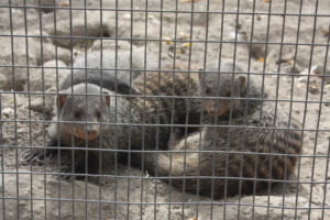 Three of our baby banded mongooses