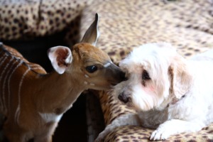 Nyalou on his first day with Candy!