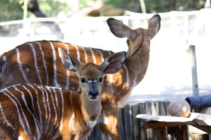 Nyalou and Chancy!