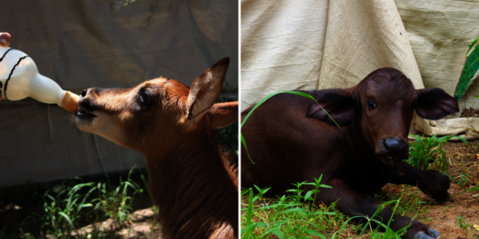 Tango and Chimoya